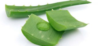 অ্যালোভেরার গুণাগুণ