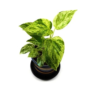 Marble Queen Pothos  |  মার্বেল কুইন পথোস