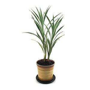 Dracaena Plant