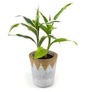 Dracaena Lemon n lime Plant (2 sticks)