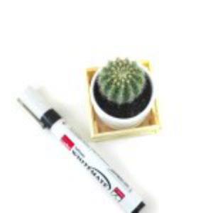 Echino Cactus Plant  |  এচিনো ক্যাকটাস