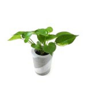 Golden Pothos Plant  |  গোল্ডেন পথোস