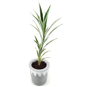 Dracaena Lemon n lime Plant 