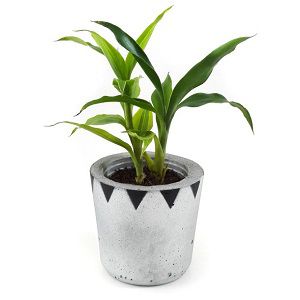 Dracaena Lemon n lime Plant (2 sticks)