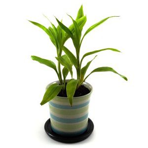 Dracaena Lemon n lime Plant (2 sticks)