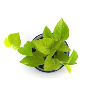 Neon Pothos Plant |  নিয়ন পথোস 