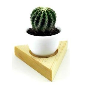 Echino Cactus Plant | এচিনো ক্যাকটাস