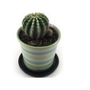 Echino Cactus Plant | এচিনো ক্যাকটাস