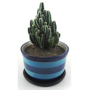 Fairy Castle Cactus Plant | ফেয়ারি ক্যাসল ক্যাকটা