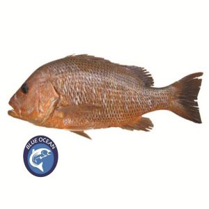 Red Snapper Sea Fish BD | Red Snapper Sea Fish