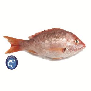 Red Snapper Sea Fish