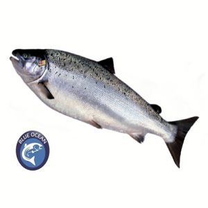 Whole Norway Salmon Sea Fish