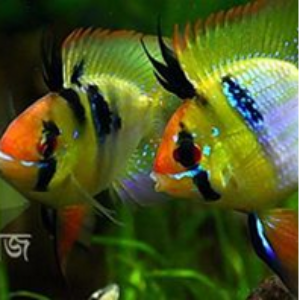 German Blue Ram Aquarium Fish