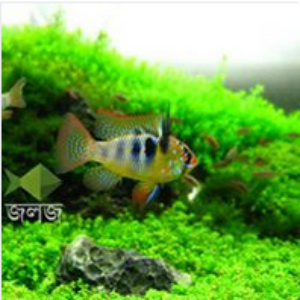 German Blue Ram Cichlid Aquarium Fish