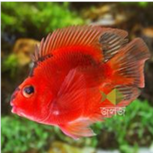 Black and Red Parrot Cichlid Aquarium Fish