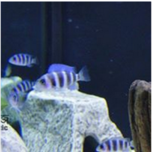 Frantosa Aquarium Fish