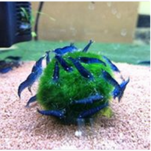 Blue Shrimp Aquarium Fish