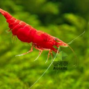 Fire Red Shrimp Aquarium Fish