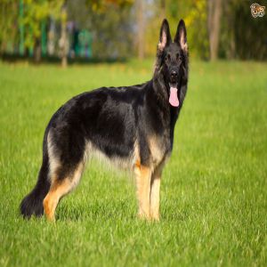 German Shepherd Dog Breed Price BD | German Shepherd Dog Breed