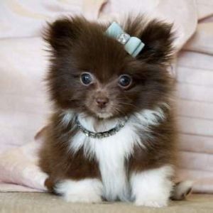 Pomeranian Female Puppy Dog Price BD | Pomeranian Female Puppy Dog