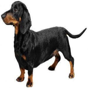 Dachshund Dog Price BD | Dachshund Dog Breed