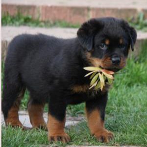 Rottweiler Male Puppy Dog Price BD | Rottweiler Male Puppy Dog