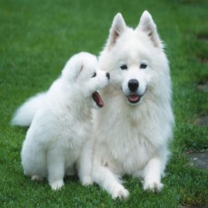 Samoyed Puppy Dog Price BD | Samoyed Puppy Dog