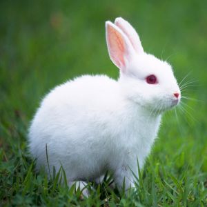 White Rabbit Price BD | White Rabbit