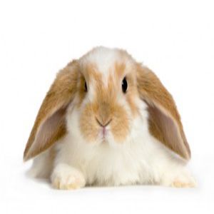 Female Rabbit Price BD | Female Rabbit