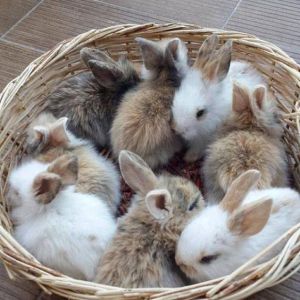 Baby Rabbits Price BD | Baby Rabbits