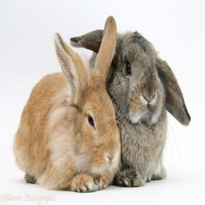 2 Rabbit Price BD | 2 Rabbit