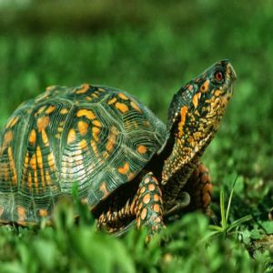 The Green Tortoise Price BD | The Green Tortoise