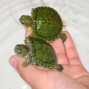 Green Tortoise Price BD | Green Tortoise