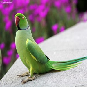 Indian Ringneck Parrot Price BD | Indian Ringneck Parrot