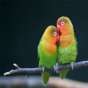 Lovebird Price BD | Lovebirds