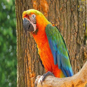 Bird hybrid Catalina Macaw Price BD | Bird hybrid Catalina Macaw