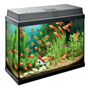 Fish Aquarium Price BD | Fish Aquarium