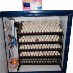 Egg Incubators Price BD | Egg Incubators